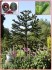 Araucaria Araucana - SEMENA