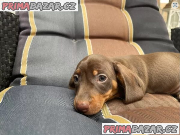 Jezevčík hladkosrstý standard štěňata – fotografie 4