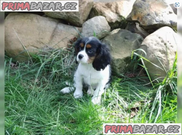 Kavalír king Charles španěl štěňata na prodej – fotografie 3