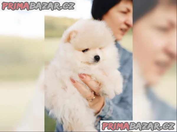 Německý špic - štěňata – fotografie 5