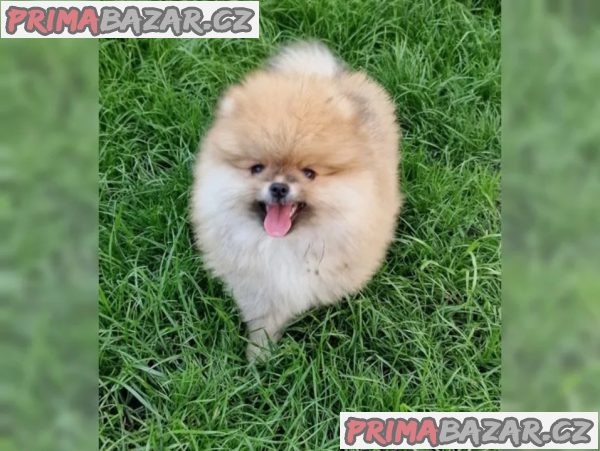 Pomeranian štěně – fotografie 5