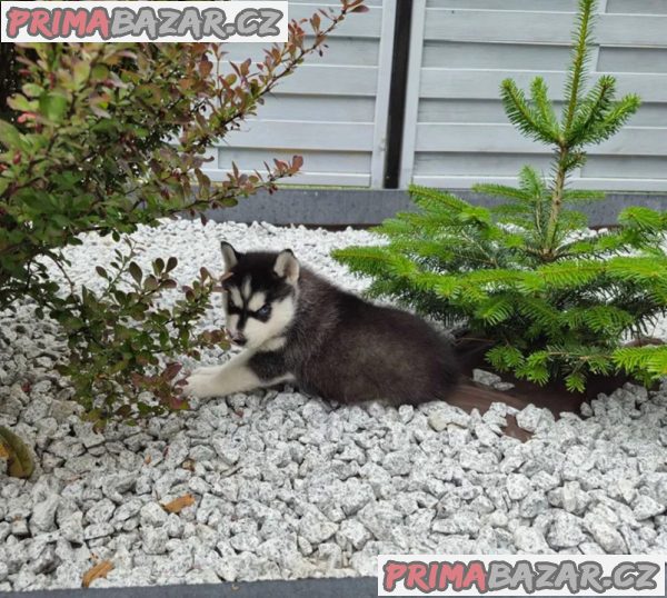Sibiřský husky na prodej – fotografie 2