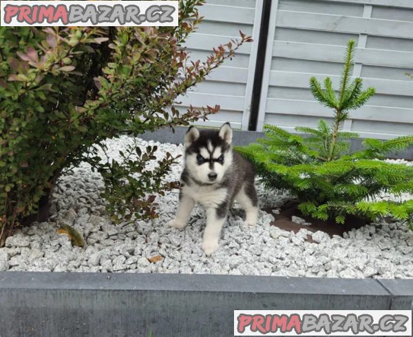 Sibiřský husky na prodej – fotografie 3