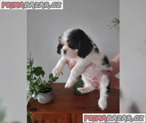 Kavalír King Charles španěl – fotografie 4