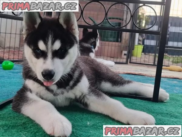 Štěňata sibiřského husky na prodej. – fotografie 3