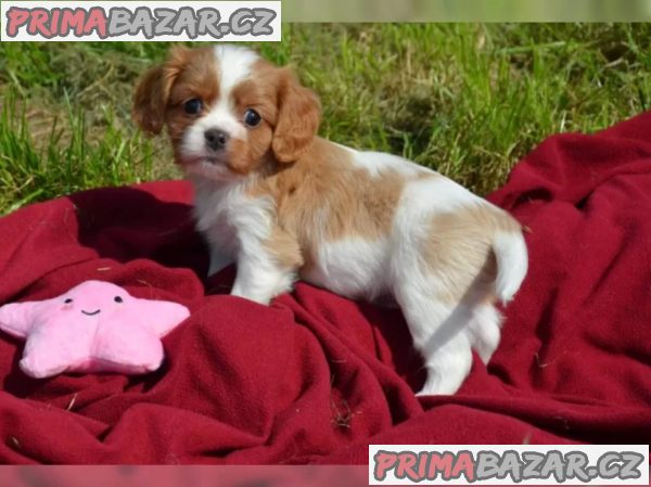 King charles španěl - štěňata – fotografie 2