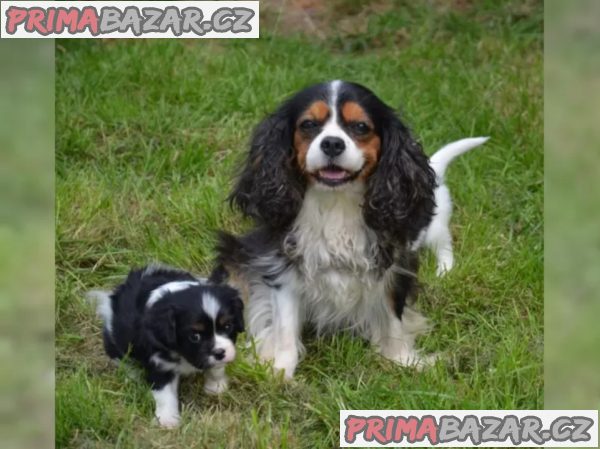 King charles španěl - štěňata – fotografie 4