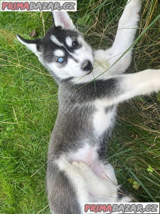 Sibiřský husky na prodej bez PP – fotografie 3