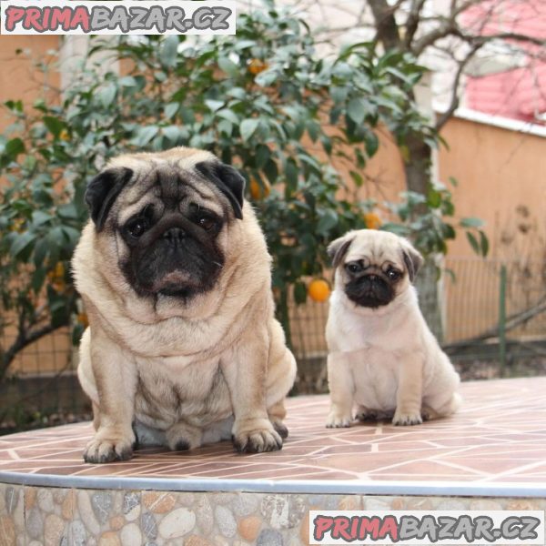 Mops (Mopslík) Pug štěňátka – fotografie 4