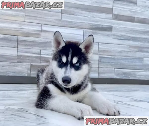 Štěňátka černobílý sibiřský husky – fotografie 2