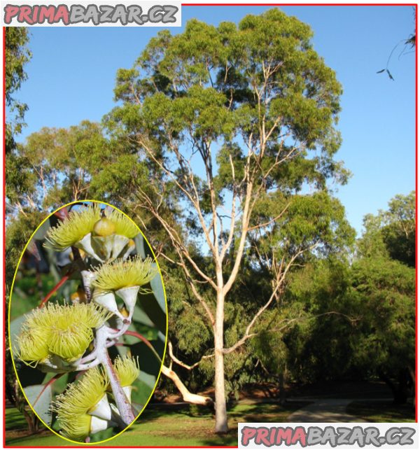 sazenice Eucalyptus citriodora – fotografie 1