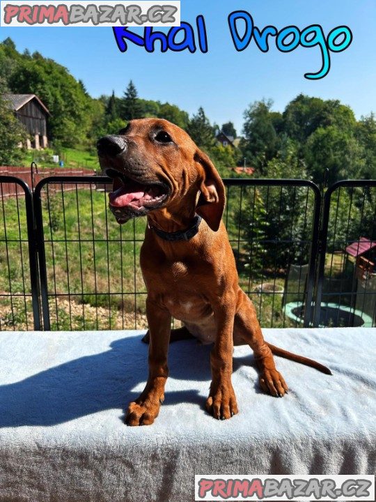 štěně Rhodéský ridgeback s PP – fotografie 2