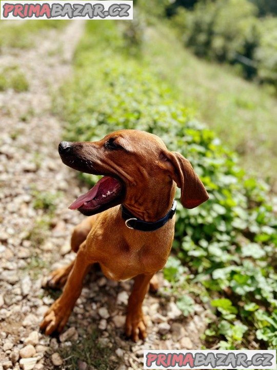 štěně Rhodéský ridgeback s PP – fotografie 4