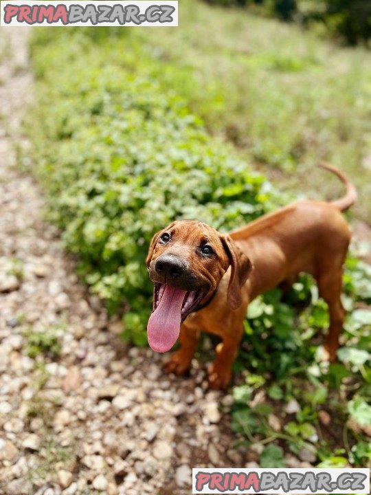 štěně Rhodéský ridgeback s PP – fotografie 5