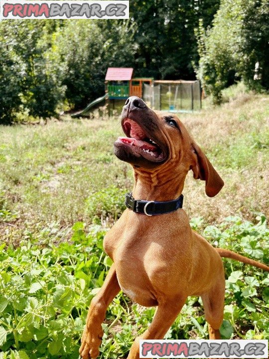 štěně Rhodéský ridgeback s PP – fotografie 6