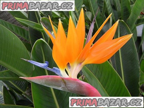 sazenice Strelitzia reginae – fotografie 1