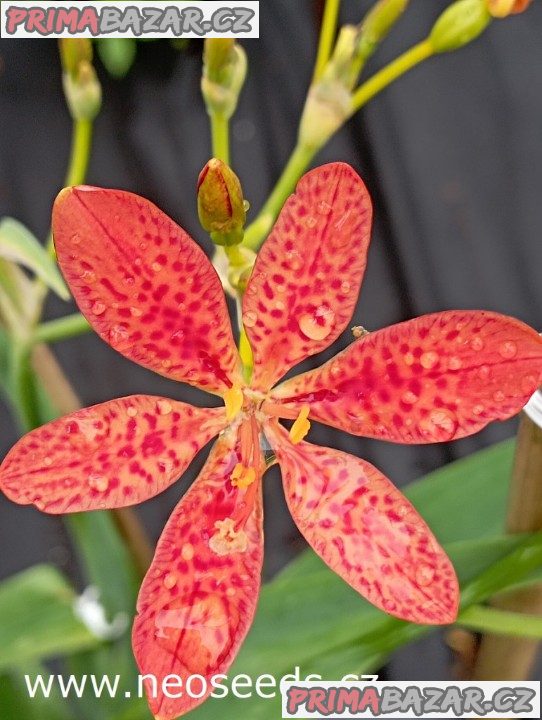 sazenice Anginovník čínský - Belamcanda chinensis – fotografie 1