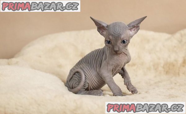 Registrovaná koťata Sphynx – fotografie 1