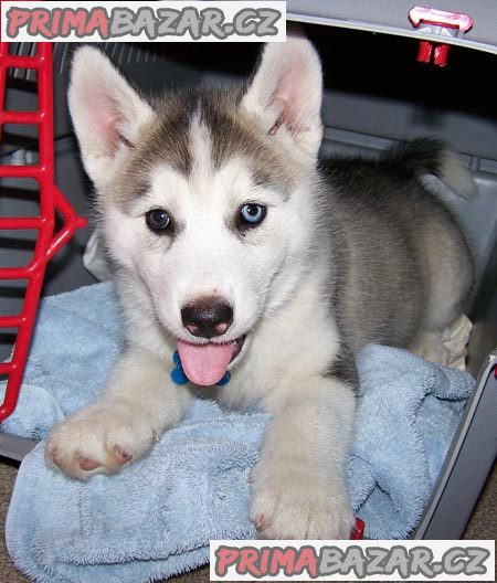 Štěňátka černobílý sibiřský husky – fotografie 2
