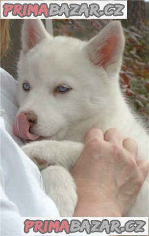 Štěňátka černobílý sibiřský husky – fotografie 3