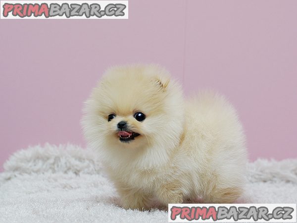 Prodám štěňátka německý špic trpasličí (pomeranian) – fotografie 1