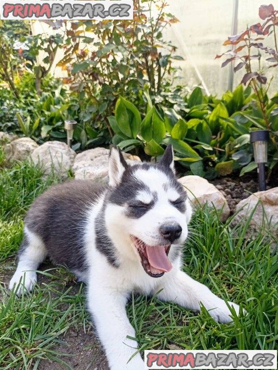 Sibiřský husky štěňata fenka – fotografie 3