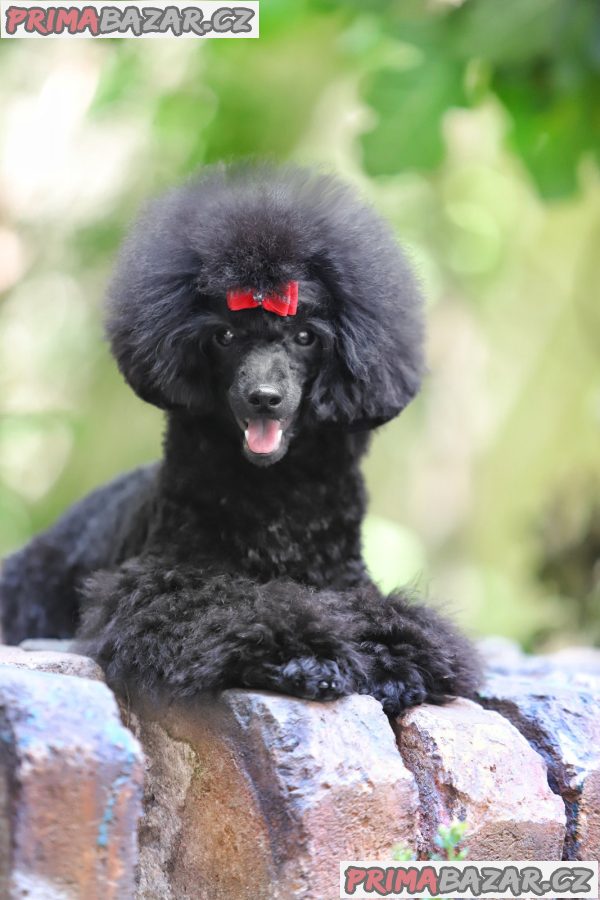 Toy poodle – fotografie 1