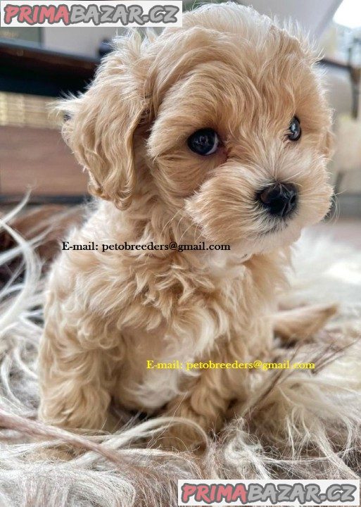Doma vychovaná maltipoo štěňata připravena – fotografie 2