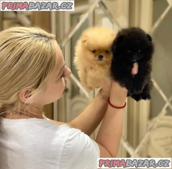 Vysoce kvalitní štěňata pomeranian – fotografie 2