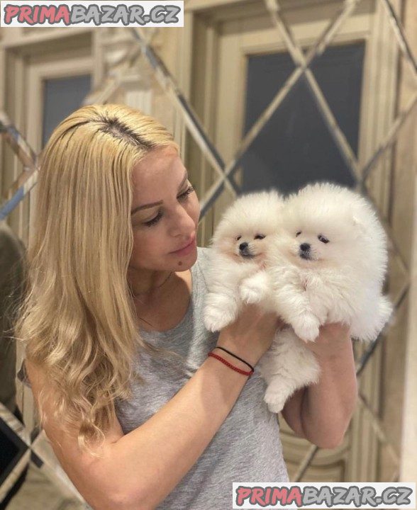 Vysoce kvalitní štěňata pomeranian – fotografie 3