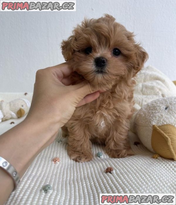 Krásná štěňata Maltipoo – fotografie 1