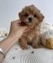Krásná štěňata Maltipoo