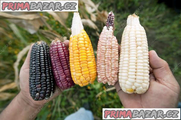 SUNFLOWER OIL SUPPLIER | TANKO GROUP LIMITED TANZANIA | White Corn (Maize).  tankogrouplimitedtz.com – fotografie 3