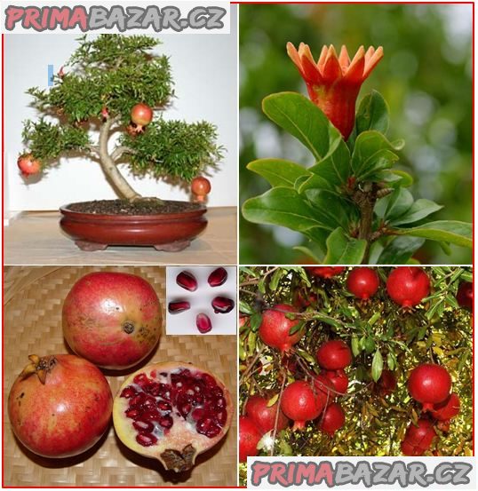 Punica Granatum - Granátové jablko - semena – fotografie 1
