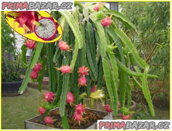 Kaktus Hylocereus undatus - semena – fotografie 1