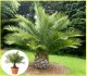 Palma Jubaea chilensis - semena