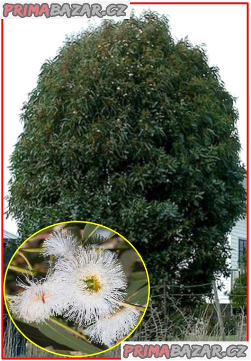 Eucalyptus globulus nana - SEMENA – fotografie 1