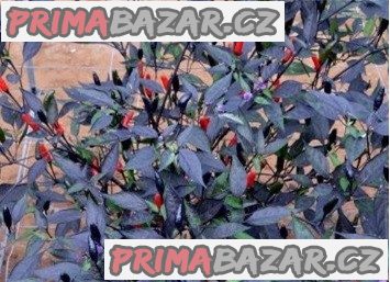 Chilli Zimbabwe black - semena – fotografie 1