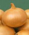 cibule Hiberna - semena