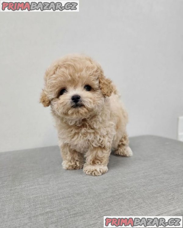 Rozkošný šálek Maltipoo Puppy – fotografie 1