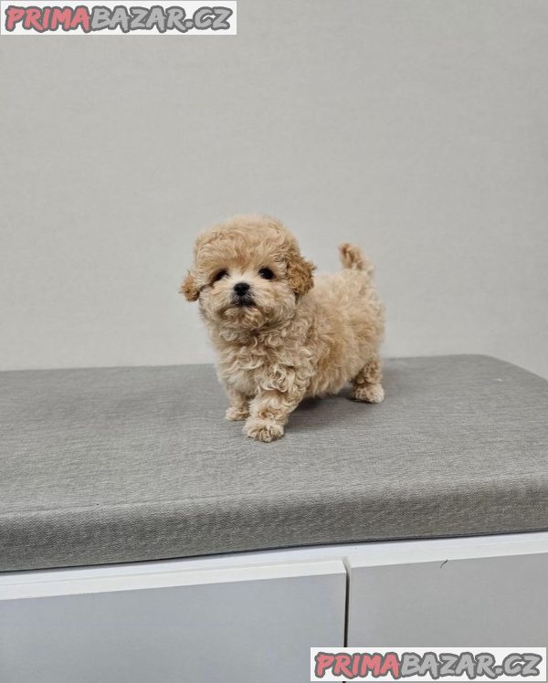 Rozkošný šálek Maltipoo Puppy – fotografie 3