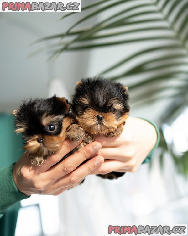Rozkošný šálek Yorkie – fotografie 1
