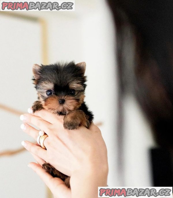 Rozkošný šálek Yorkie – fotografie 3