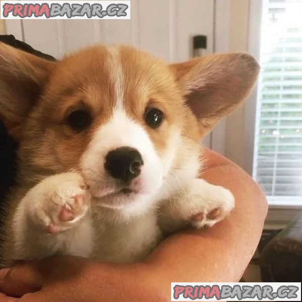 Rozkošný Pembroke Welsh Corgi. – fotografie 3