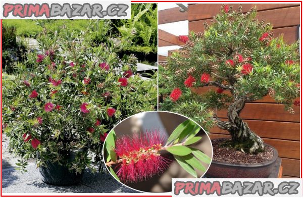 Callistemon citrinus - semena – fotografie 1