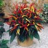 Chilli Patio Fire - semena