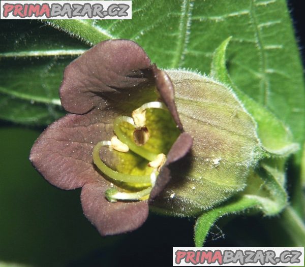 Atropa Bella-Donna - semena – fotografie 1