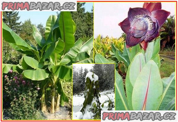 Mrazuvzdorný banánovník Musa Sikkimensis - semena – fotografie 1