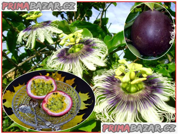 Passiflora edulis - semena – fotografie 1