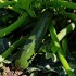Cuketa Jigonal - semena